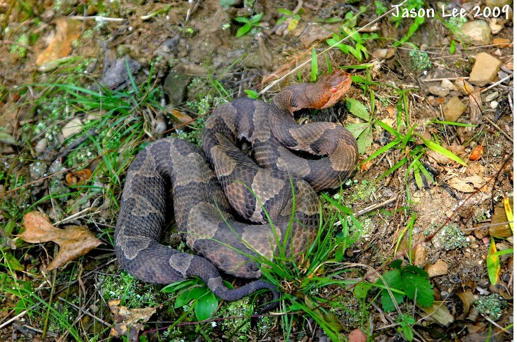 Copperhead 1.JPG [216 Kb]